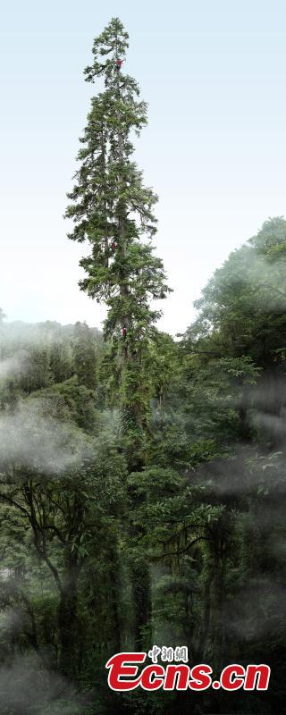 Η φωτογραφία που κυκλοφόρησε στις 9 Οκτωβρίου 2022, δείχνει ένα δέντρο γνωστό ως "Yunnan huangguo lengshan" ύψους 83,4 μέτρων, του οποίου η επιστημονική ονομασία είναι "Abies ernestii var. salouenensis".
