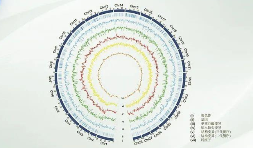 Oamenii de știință chinezi au realizat primul spectru din lume al grafului de înaltă precizie cu privire la variația genetică a pangenozomului la viermii de mătase.