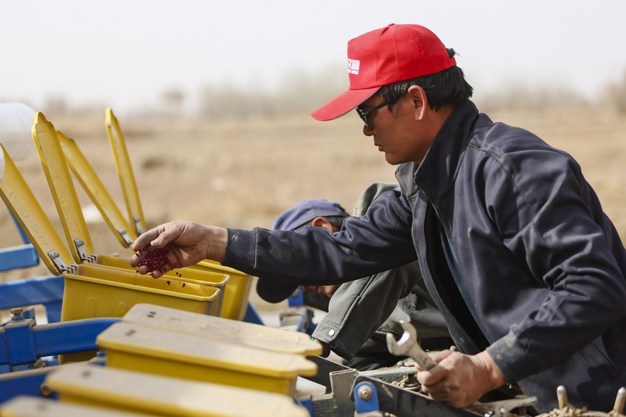 Ένας αγρότης ελέγχει τους σπόρους βαμβακιού στην κομητεία Γιουλί στην Αυτόνομη Περιοχή Σιντζιάνγκ Ουιγούρ της βορειοδυτικής Κίνας, 30 Μαρτίου 2023. (Xinhua/ Hao Zhao)
