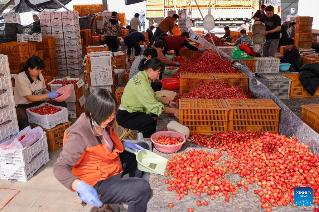 Μέλη του προσωπικού της τοπικής αγοράς κερασιών ταξινομούν κεράσια στην πόλη Γιανγιά της κομητείας Γιγιουάν που βρίσκεται στην επαρχία Σανντόνγκ της ανατολικής Κίνας, 31 Μαΐου 2023. (Xinhua/Zhu Zheng) 