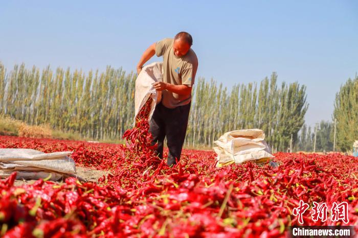 Ένας αγρότης στεγνώνει πιπεριές τσίλι στην κομητεία Μποχού, της Μογγολικής Αυτόνομης Νομαρχίας Μπαϊνγκολίν που βρίσκεται στην Αυτόνομη Περιφέρεια Σιντζιάνγκ Ουιγκούρ της βορειοδυτικής Κίνας. (Φωτογραφία/Gong Ling) 