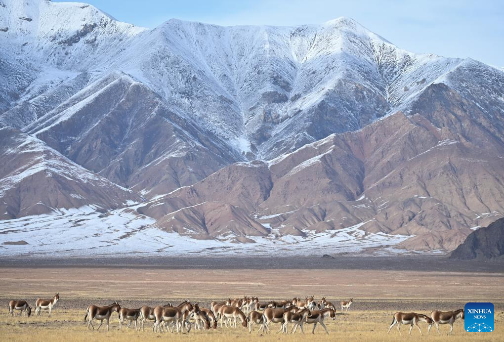 Αυτή η φωτογραφία που τραβήχτηκε στις 16 Οκτωβρίου 2023 δείχνει τα άγρια γαϊδούρια του Θιβέτ να ψάχνουν τροφή σε ένα λιβάδι στο Εθνικό Φυσικό Καταφύγιο των Ορέων Αλτούν στην Αυτόνομη Περιφέρεια Σιντζιάνγκ Ουιγκούρ της βορειοδυτικής Κίνας.  (Xinhua/Li Xiang)