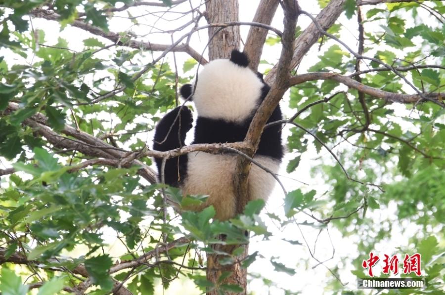 Το γιγαντιαίο πάντα Σιάο Τσι Τζι παίζει στην κορυφή ενός δέντρου στον Εθνικό Ζωολογικό Κήπο του Σμιθσόνιαν στην Ουάσινγκτον, στις Ηνωμένες Πολιτείες, 20 Μαΐου 2021. (Φωτογραφία: China News Service/Chen Mengtong)