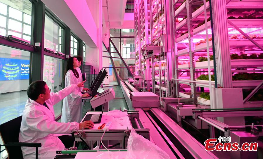  Κινέζοι ερευνητές ελέγχουν τη λειτουργία της πρώτης μη επανδρωμένης κάθετης φάρμας λαχανικών 20 ορόφων στον κόσμο που λειτουργεί στο Τσενγκντού, στην επαρχία Σιτσουάν της νοτιοδυτικής Κίνας, 7 Δεκεμβρίου 2023. (Φωτογραφία: China News Service/An Yuan) 