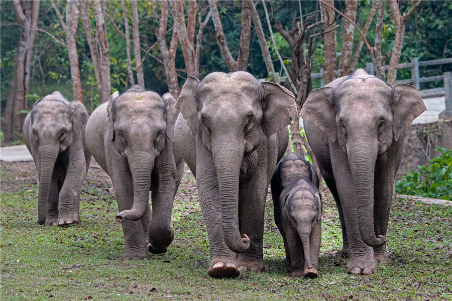 Ασιατικοί ελέφαντες από την Σισουανγκμπαννά της επαρχίας Γιουνάν. [Φωτογραφία Xie Jianguo/cpanet.org.cn]