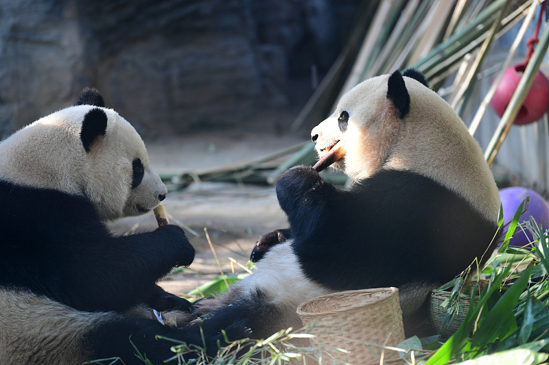 Δύο πάντα τρώνε μπαμπού στο Ζωολογικό Κήπο του Πεκίνου στις 28 Δεκεμβρίου 2023. [Φωτογραφία/VCG]