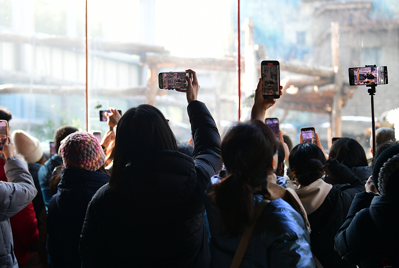 Άνθρωποι τραβούν φωτογραφίες με τα γιγάντια πάντα στον Ζωολογικό Κήπο του Πεκίνου στις 28 Δεκεμβρίου 2023. [Φωτογραφία/VCG]