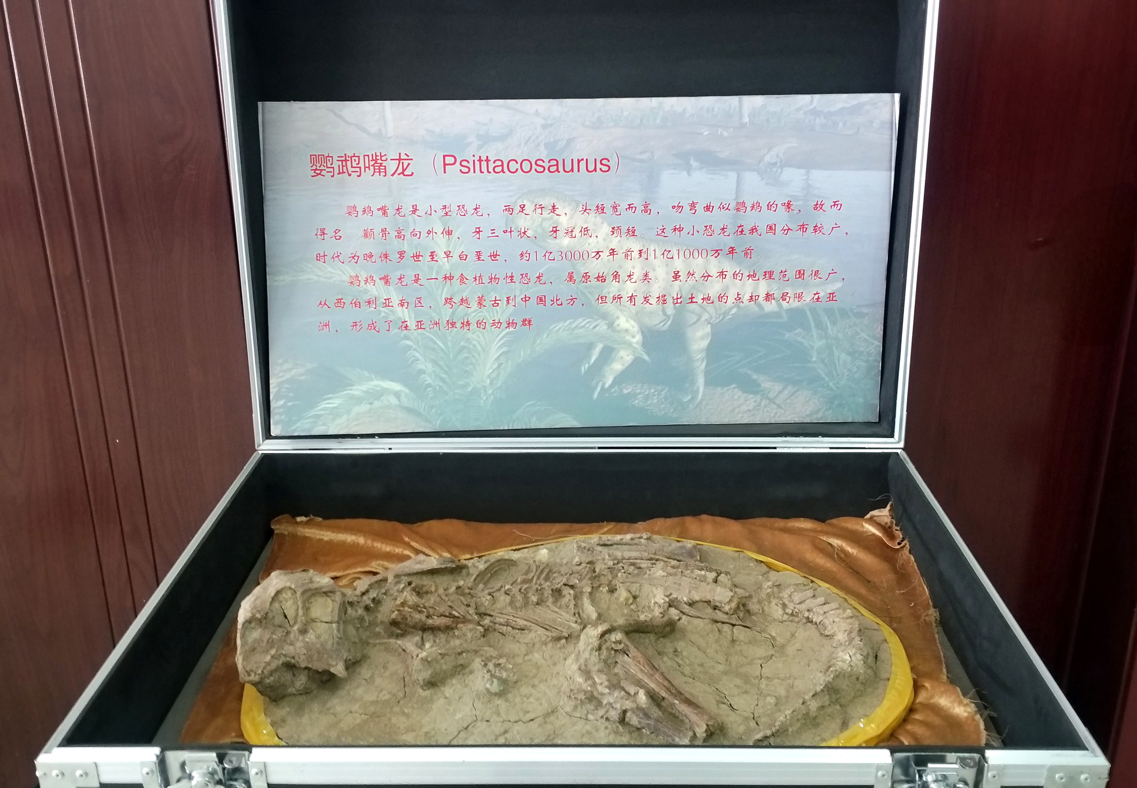 Απολίθωμα ενός Psittacosaurus που εκτίθεται στο Μουσείο Έκθεσης Παγετώνων του Τεταρτογενούς της Κίνας (中国第四纪冰川遗迹陈列馆: zhōngguó dìsìjì bīngchuān yíjì chénliè guǎn) - Φωτογραφία Εύα Παπαζή/CRI Greek