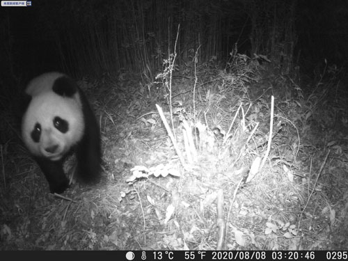 Giant panda, namataan sa kagubatan ng Sichuan; batas sa pangangalaga sa maiilap na hayop, palalakasin ng Tsina