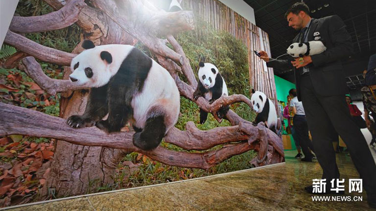 1. Çin Pandaları Uluslararası Kültür Haftası başladı