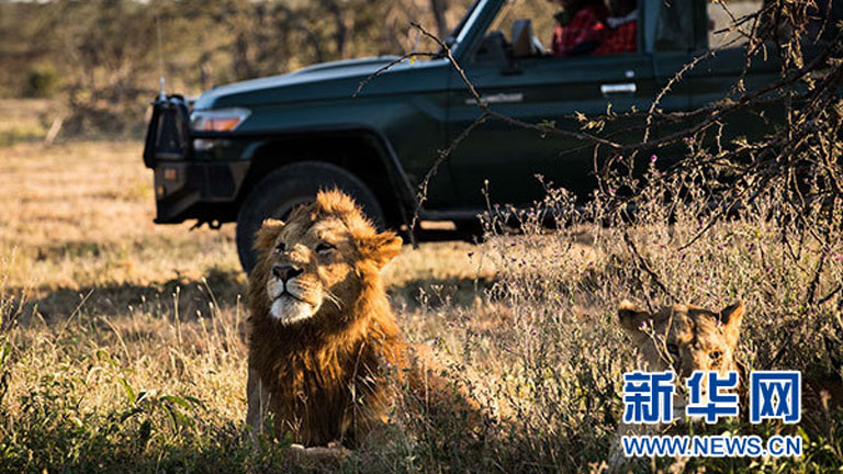 Kenya'da fahri 'kabile şefi' olan Çinli ömrünü aslanlara adadı!