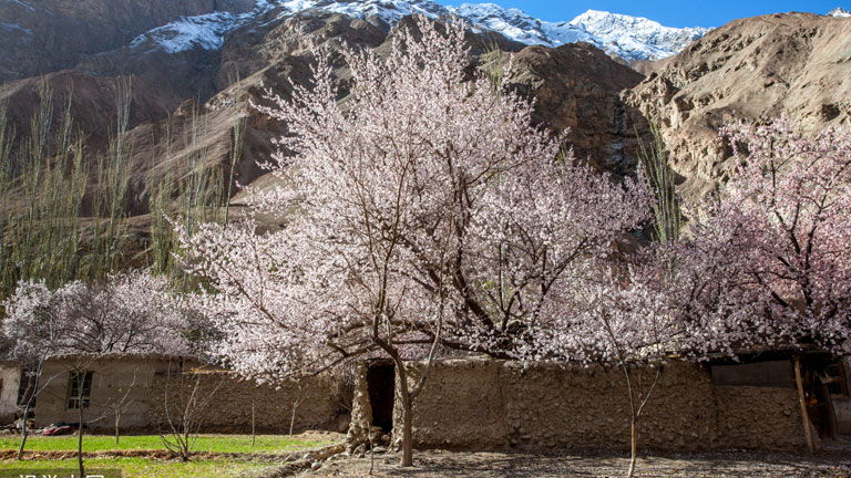 Güney Xinjiang'da "güzel bahçe" projesi halka umut veriyor
