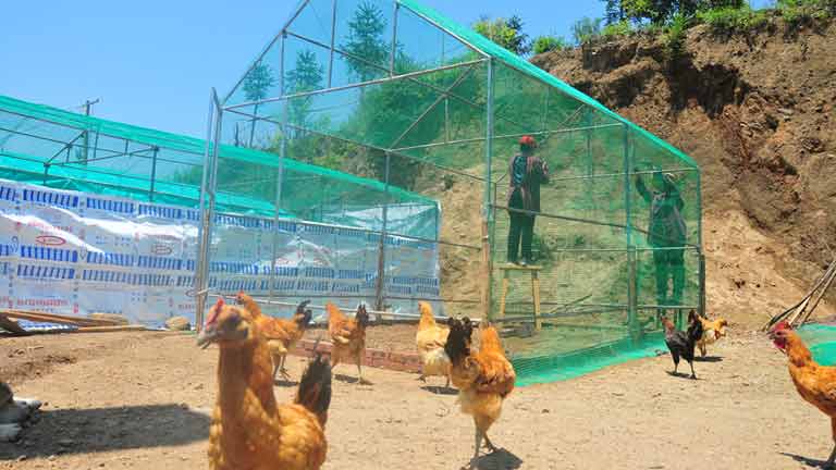 Dağ ormanında tavuk çiftliği: Köylülerin bankası