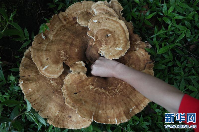 Malaking kabute, natagpuan sa Pu'er, Yunnan ng Tsina