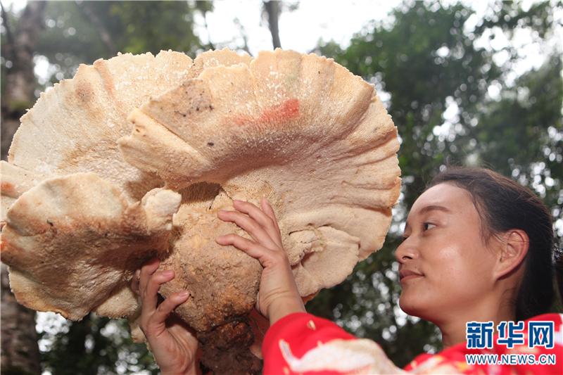 Malaking kabute, natagpuan sa Pu'er, Yunnan ng Tsina