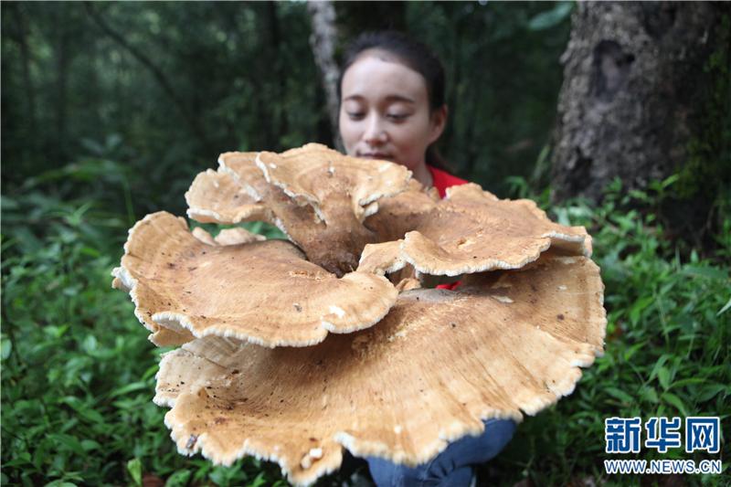 Malaking kabute, natagpuan sa Pu'er, Yunnan ng Tsina