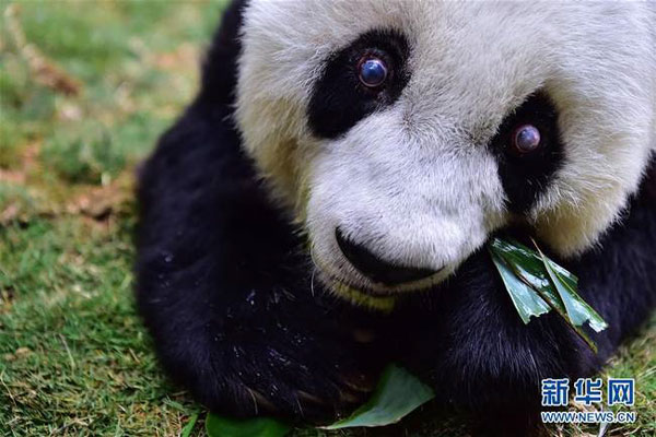 Star giant panda na si Basi, yumao