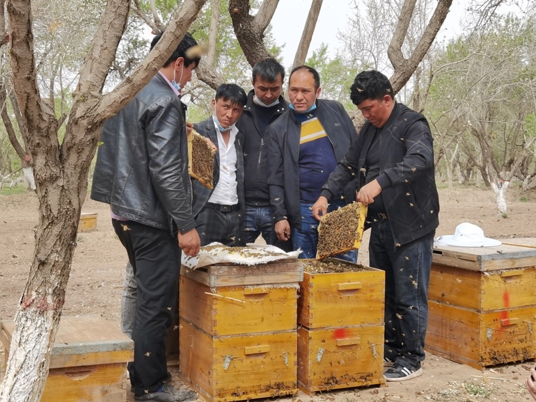 Xinjiang’da arı yetiştiriciliğiyle gelen tatlı hayatlar_fororder_3