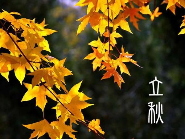 Sonbahar kapıda: Çin parasol ağaçları yaprak dökmeye hazır…_fororder_liqiu
