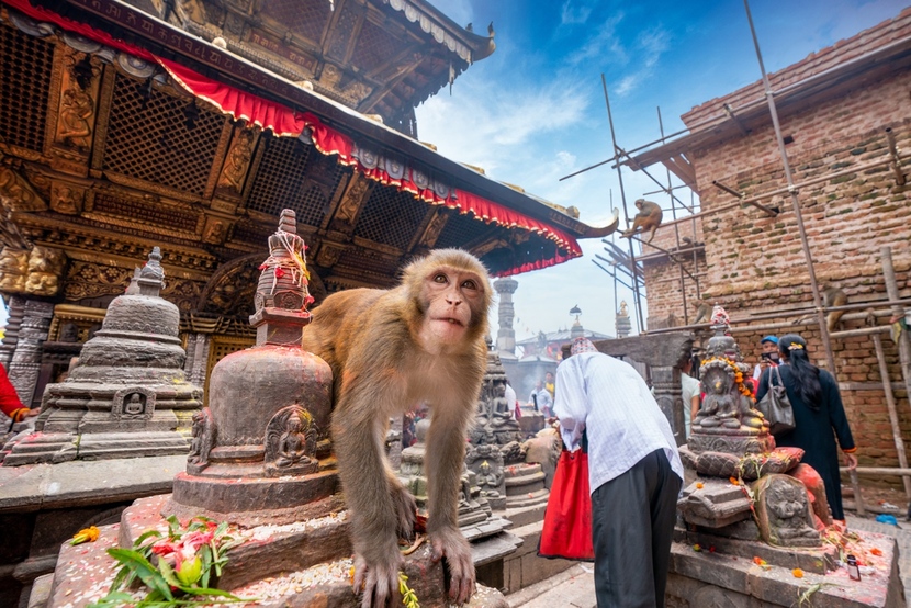 Hội nghị COP15: Chùa Khỉ ở Nê-pan_fororder_20211015尼泊尔猴庙