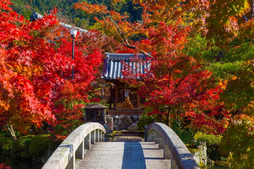 Cảnh lá đỏ tuyệt đẹp tại chùa Zenrin-Ji ở Kyoto Nhật Bản_fororder_京都禅林寺20211011