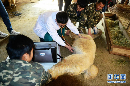 Physical examination para sa mga hayop sa Qingdao