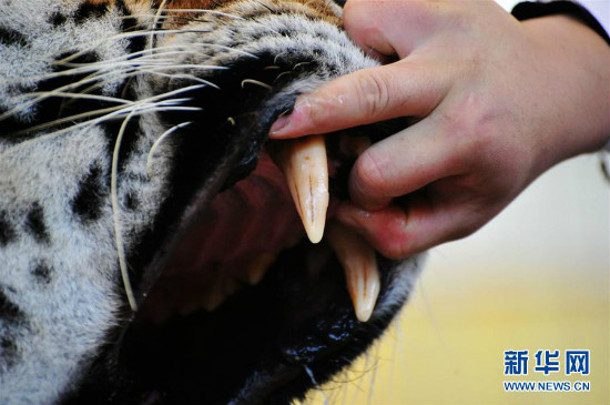 Physical examination para sa mga hayop sa Qingdao