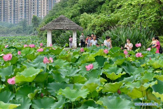 Bulaklak ng Lotus sa Fuzhou