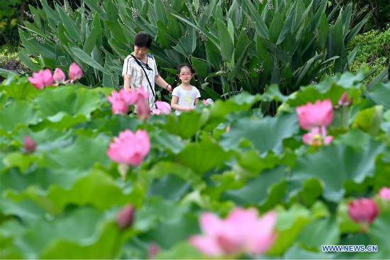 Bulaklak ng Lotus sa Fuzhou