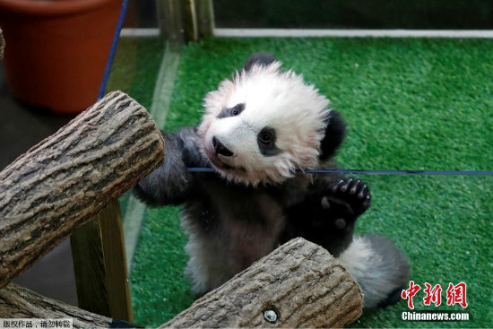Unang giant panda na ipinanganak sa Pransya, pinangalanang "Yuan Meng"
