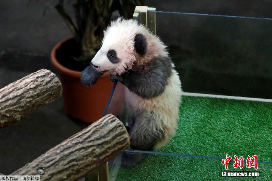 Unang giant panda na ipinanganak sa Pransya, pinangalanang "Yuan Meng"