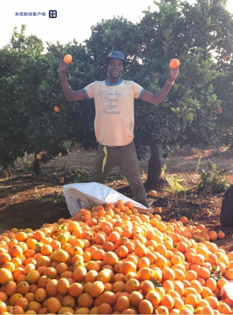 Trung Quốc và Dim-ba-bu-ê ký nghị định thư về xuất khẩu cam quýt sang Trung Quốc – Hợp tác nông nghiệp hai nước có tiềm năng to lớn_fororder_津巴布韦柑橘3