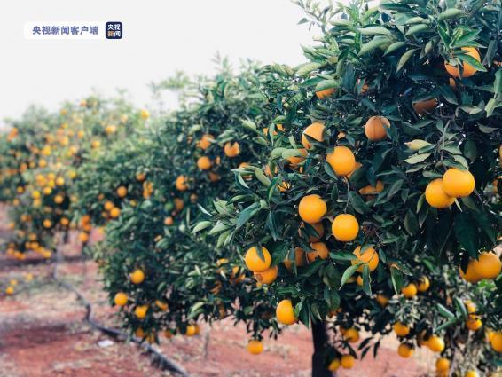 Trung Quốc và Dim-ba-bu-ê ký nghị định thư về xuất khẩu cam quýt sang Trung Quốc – Hợp tác nông nghiệp hai nước có tiềm năng to lớn_fororder_津巴布韦柑橘2