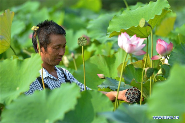 Anihan ng buto ng lotus sa Hebei, Tsina