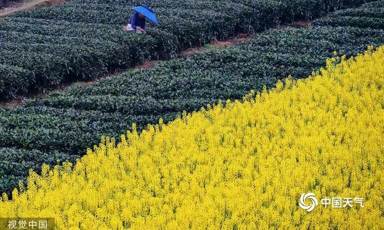 Çin'de baharın ilk çay yaprakları toplanmaya başladı_fororder_1493626317