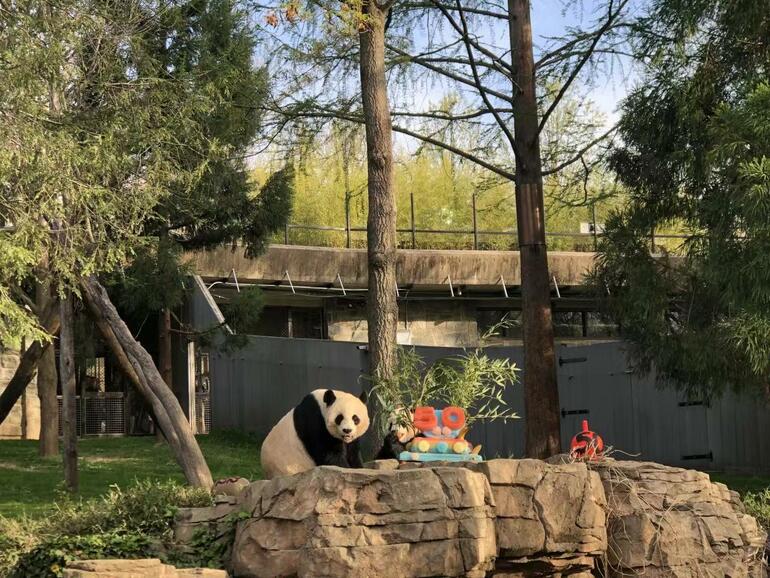 Pandaların ABD’ye gidişinin 50. yılı kutlandı_fororder_daxiongmao