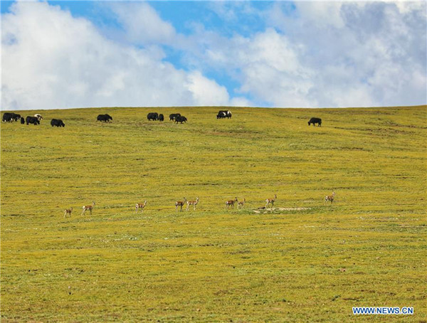 Maiilap na hayop sa Jiatang Grassland, Qinghai, Tsina