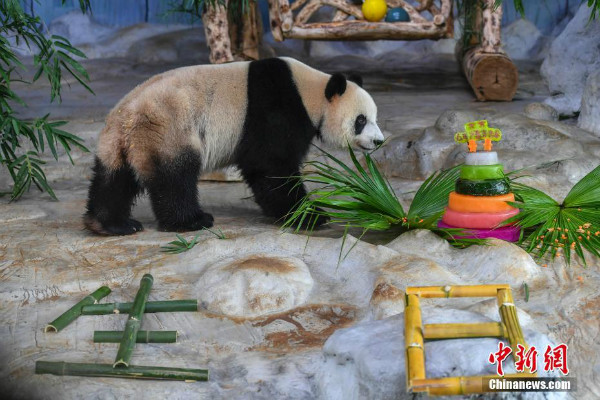 Kaarawan ng giant panda brothers, ipinagdiwang sa Hainan Tropical Wildlife Park and Botanical Garden