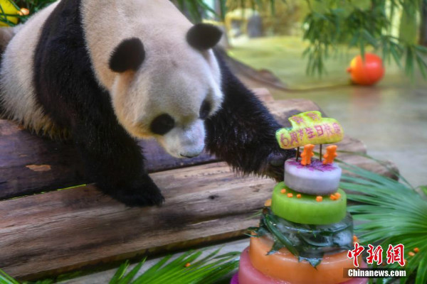 Kaarawan ng giant panda brothers, ipinagdiwang sa Hainan Tropical Wildlife Park and Botanical Garden