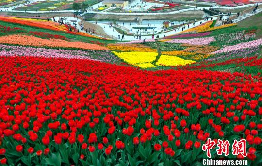 Pitong milyong tulip sa Chongqing, namumulaklak
