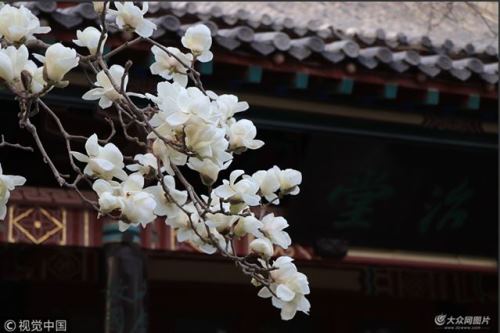 Magandang tanawin ng mga bulaklak ng magnolia sa Jinan, umakit ng mga turista
