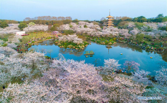 Cherry blossoms sa East Lake ng Wuhan, Lalawigang Hubei