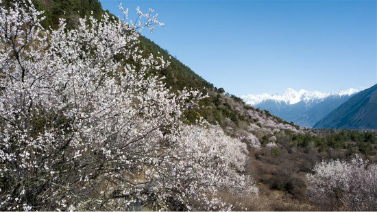 Peach blossoms sa Tibet