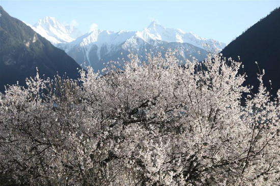 Peach blossoms sa Tibet