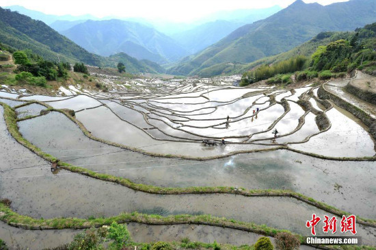 Joint terrace sa Youxi, nakakuha ng sertipikasyon bilang Globally Important Agricultural Heritage Systems