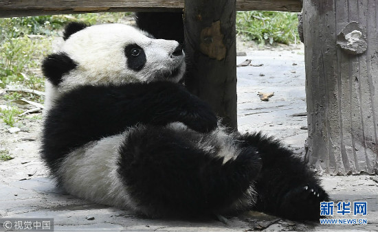 Mga giant panda, nag-enjoy ng sikat ng araw sa tagsibol
