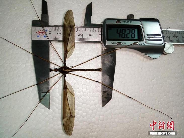 图片默认标题_fororder_成都现翅展达11.15厘米巨型蚊子 2