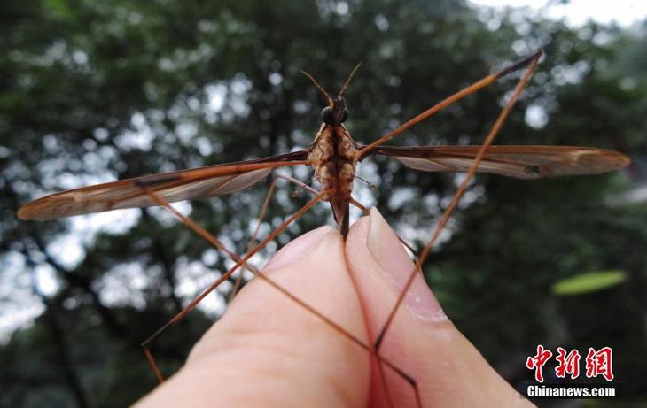 图片默认标题_fororder_成都现翅展达11.15厘米巨型蚊子 3
