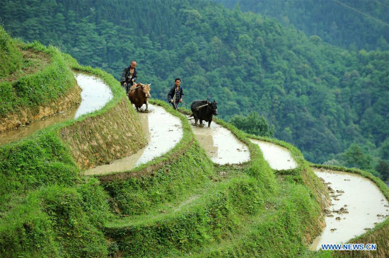 Tanawin ng hagdan-hagdang palayan sa Miao ethnic village sa Lalawigang Guizhou